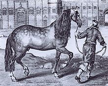 17th-century-engraving-depicting-a-grey-Neapolitan-horse