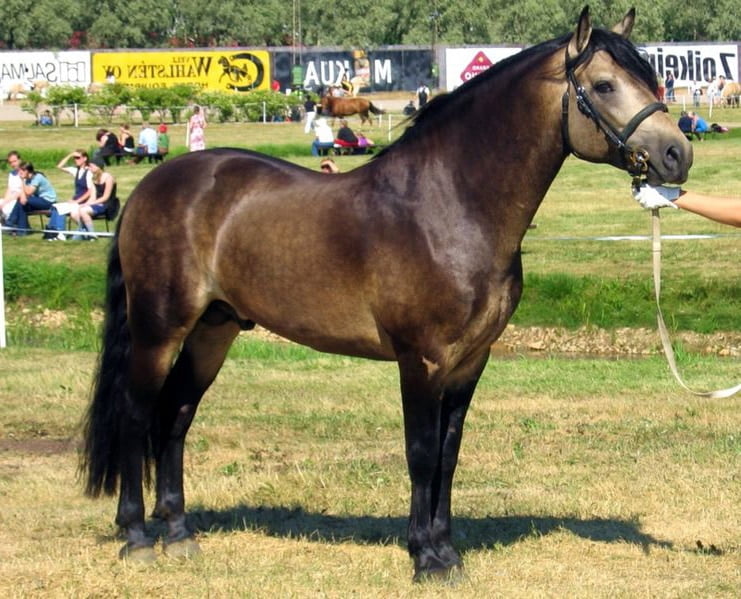 741px-Connemara_stallion