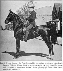 An-American-Saddlebred-a-descendent-of-the-Narragansett-in-the-early-1900s