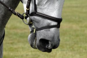 DSC2312-Flash-Noseband