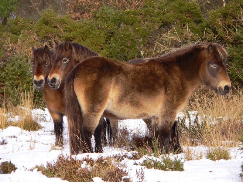 ExmoorponyPose