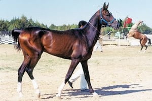p-turkoman-horse