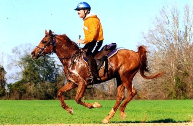 amigo..air_horse!_5723713_ver1.0_640_480