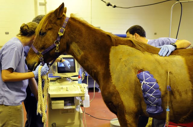 horse2_MP_12825