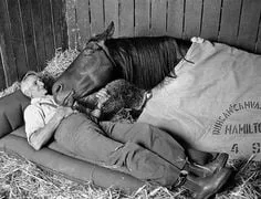 Phar Lap, Nebesna Strela 8 03f3745c9d216081448d8611fef0d7aa
