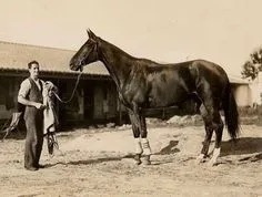 Phar Lap, Nebesna Strela 12 ad2c148f3b69315db3f9a2c3560f58a4