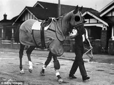 Phar Lap, Nebesna Strela 10 c1e117f783d000890ff640200f8288aa