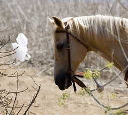 horse-bag