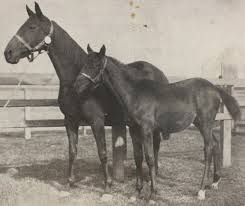 Phar Lap, Nebesna Strela