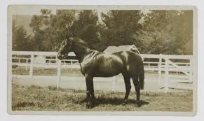 Phar Lap, Nebesna Strela