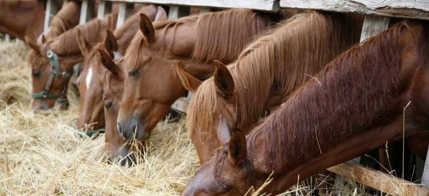 Purebred horses eating fresh hay between the bars of an old wooden fence
