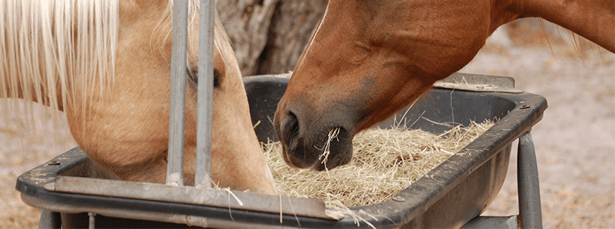 unihorse-raziskava-kvadratne-bale