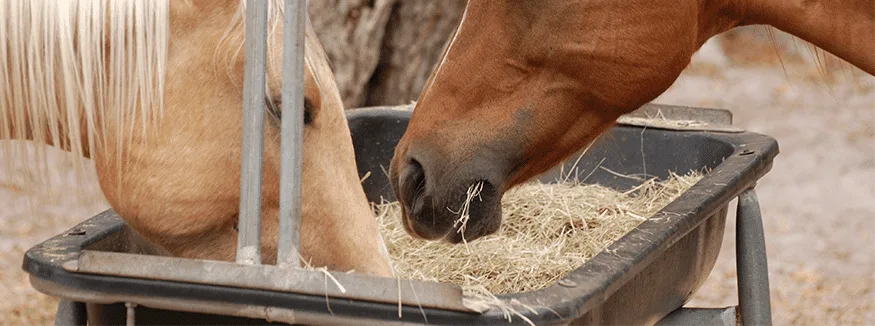 unihorse-raziskava-kvadratne-bale unihorse-raziskava-kvadratne-bale