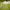 grey-horse-grazing-spring-pasture grey-horse-grazing-spring-pasture
