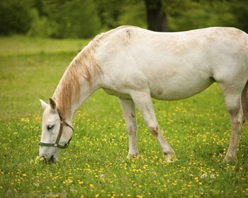 grey-horse-grazing-spring-pasture