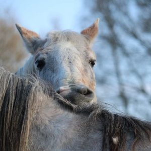 horse-1329715_1280