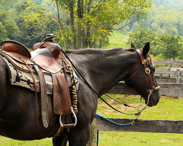 oprema za jahanja Archives - Konjeniška trgovina UNIHORSE