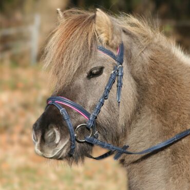 Waldhausen uzda Unicorn