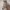 Waldhausen uzda S-Line Crosby 4 Waldhausen uzda S-Line Crosby 4