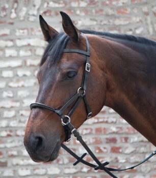 Waldhausen uzda S-Line Blackburn 3