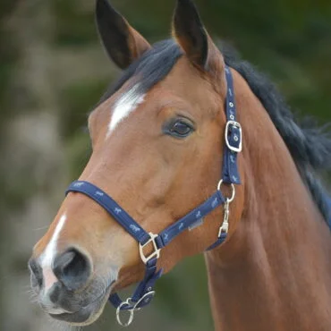 Waldhausen oglavka Little Horses