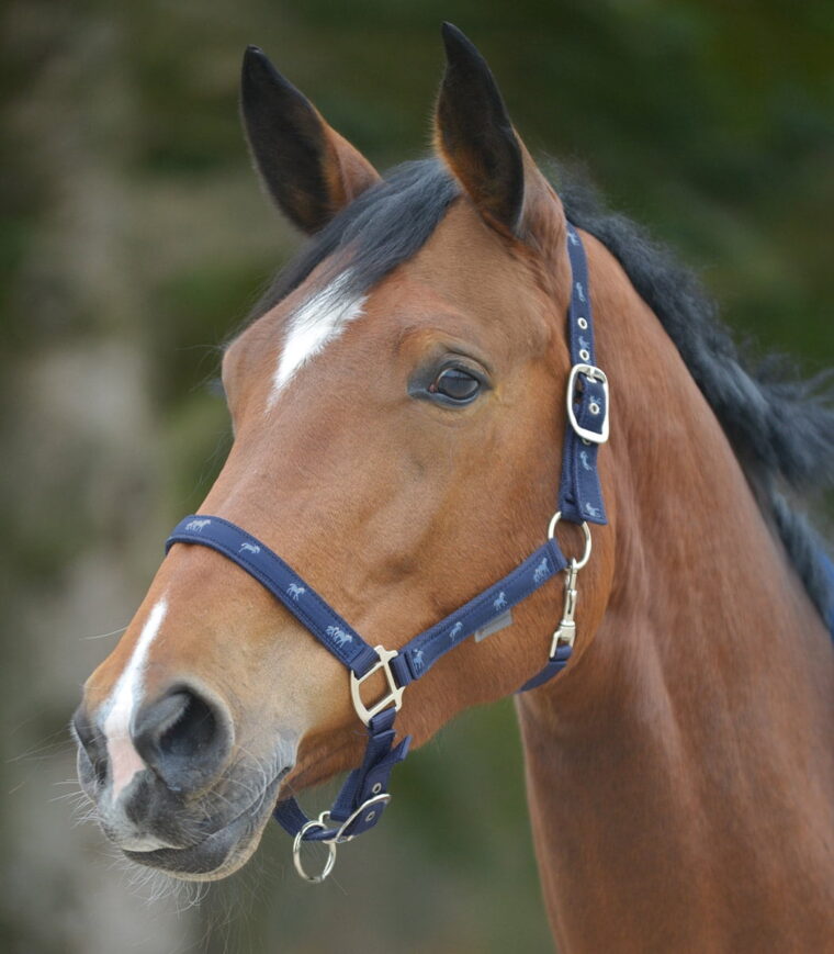 Waldhausen oglavka Little Horses 9