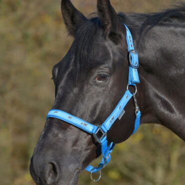 Waldhausen oglavka Little Horses 9