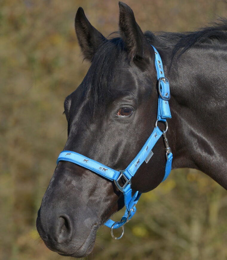 Waldhausen oglavka Little Horses 8