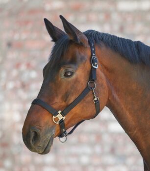 Waldhausen odsevna oglavka Reflex Stripe 3