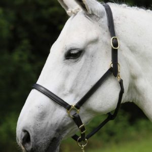 Waldhausen Mini Shetland oglavka 4 Waldhausen Mini Shetland oglavka 4