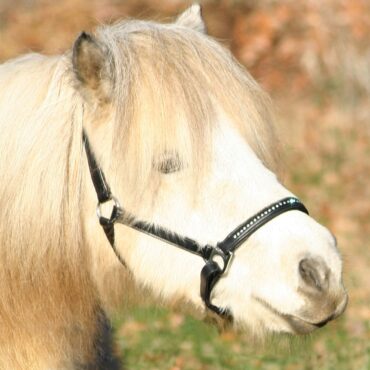 Waldhausen Mini Shetland oglavka 8