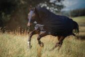 Covalliero maska FinoStretch 16