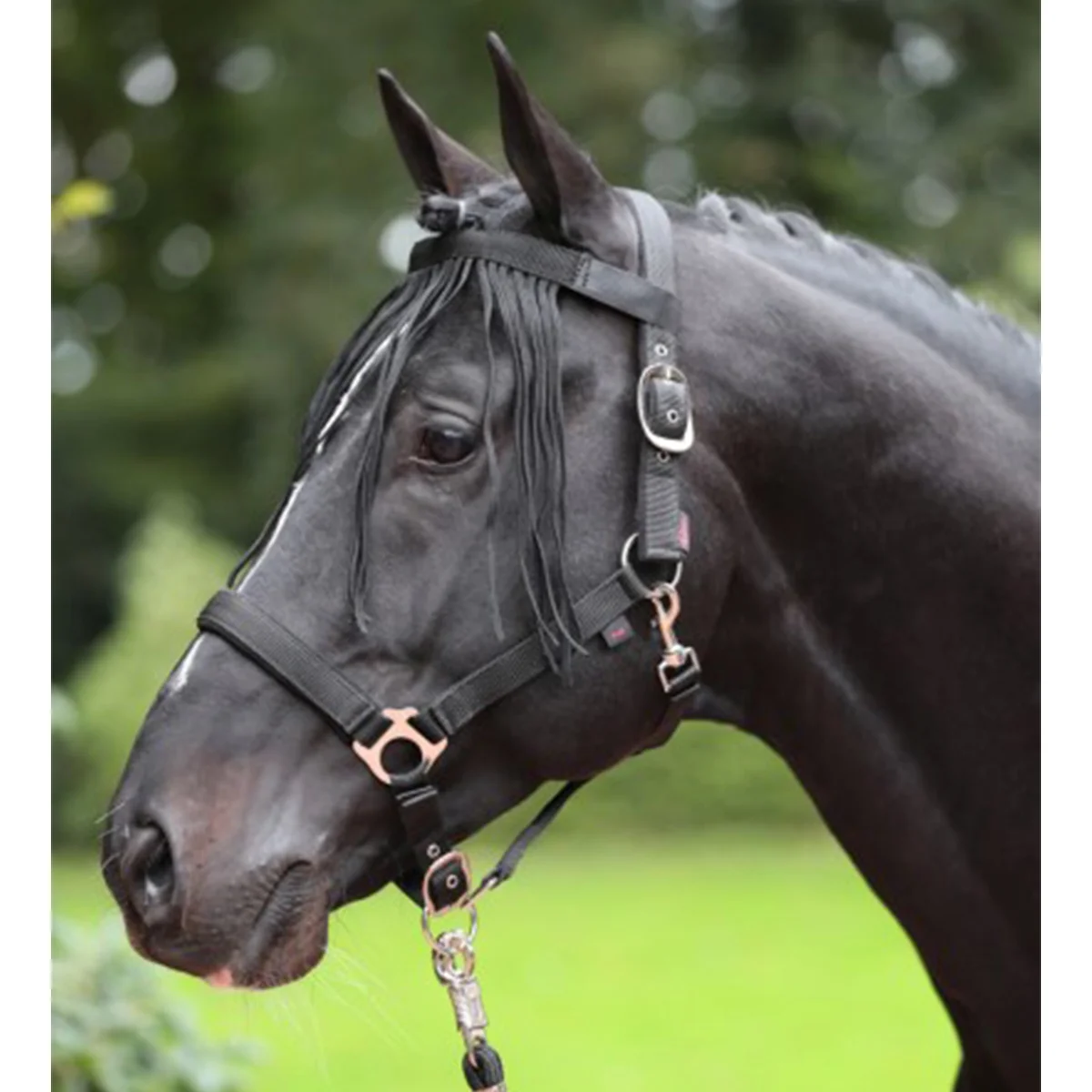 Covalliero resice 8